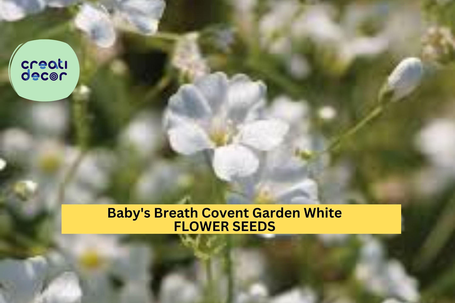3pcs of 300mg Baby’s Breath Covent Garden White Seeds – Gypsophila Elegant Flower Seeds for Bouquets & Gardens Seeds for Planting