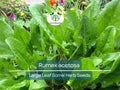 250 mg Seeds Large Leaf Sorrel – Rumex acetosa Herb for Planting | Perennial Garden Greens, Tart Flavor, Easy to Grow
