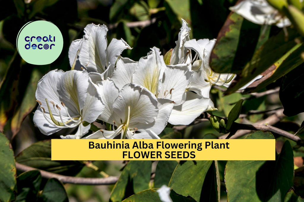 3pcs of 10seeds Bauhinia Alba Seeds – White Orchid Tree Seeds for Planting – Tropical Flowering Tree for Garden Seeds for Planting