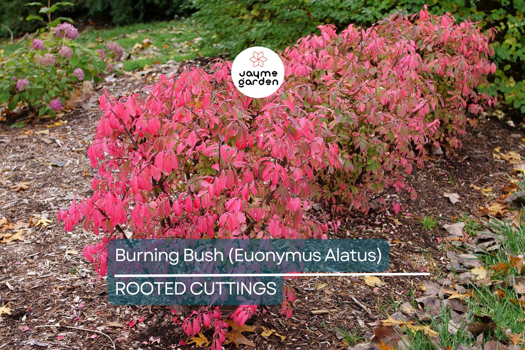 Live Burning Bush Plant | Euonymus Alatus | 1-2 Yr Old Shrub | Strong Roots | Stunning Fall Color | Hardy Landscaping Plant