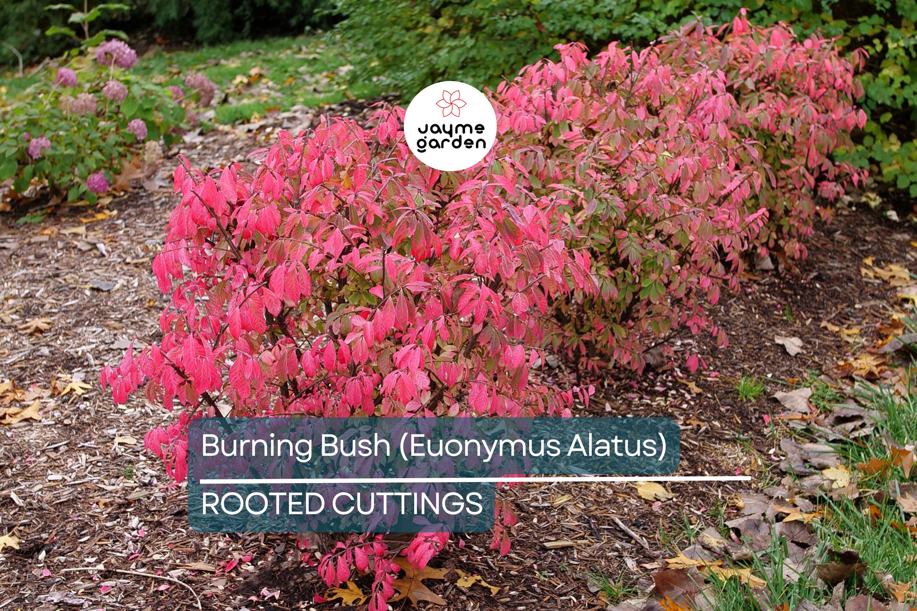 Live Burning Bush Plant | Euonymus Alatus | 1-2 Yr Old Shrub | Strong Roots | Stunning Fall Color | Hardy Landscaping Plant