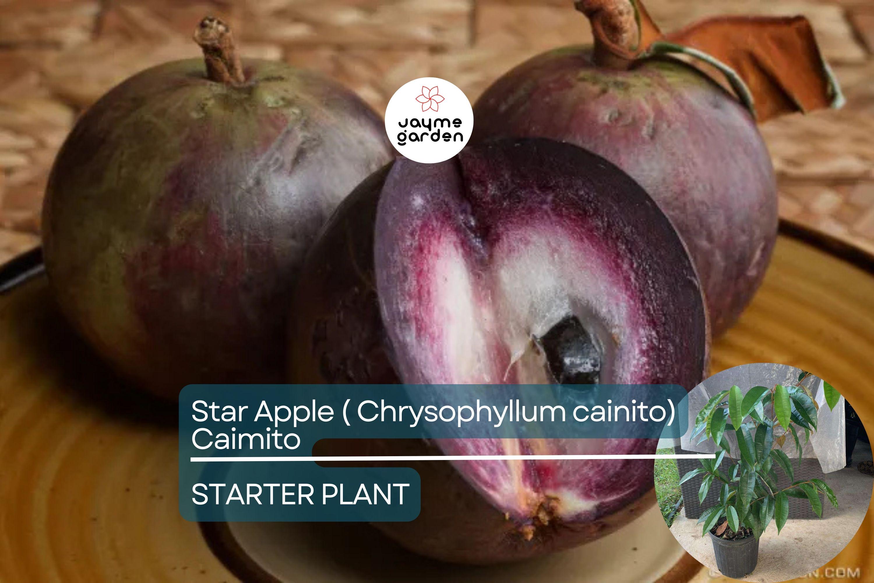 Star Apple Tree (Chrysophyllum cainito) 1′–2′ – Tropical Live Fruit Tree with Sweet, Starry Fruits