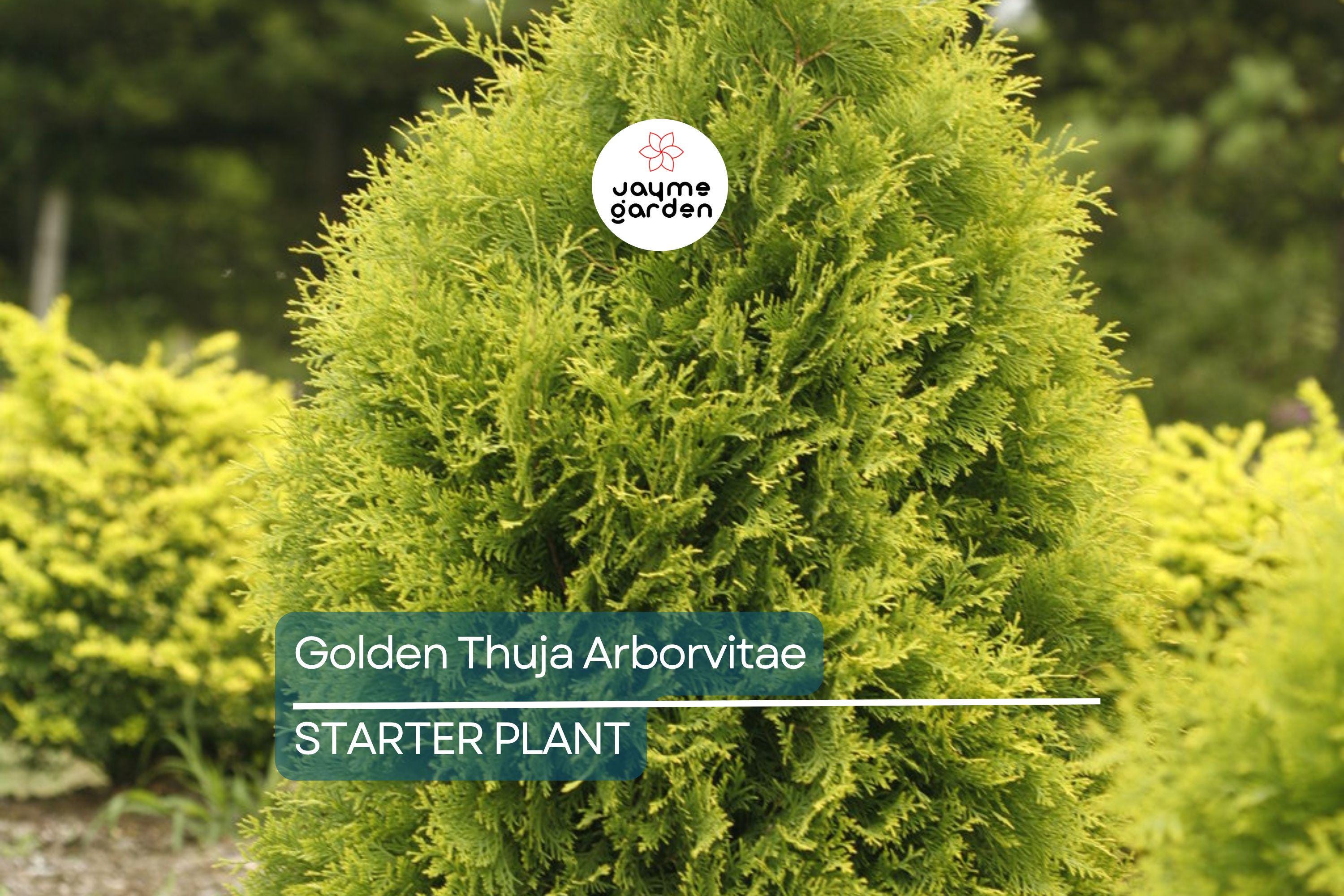 Golden Thuja Arborvitae Tree | 8-14" Live Evergreen Shrub Seedling in Quart Pot | Privacy Hedge for Zones 4-7