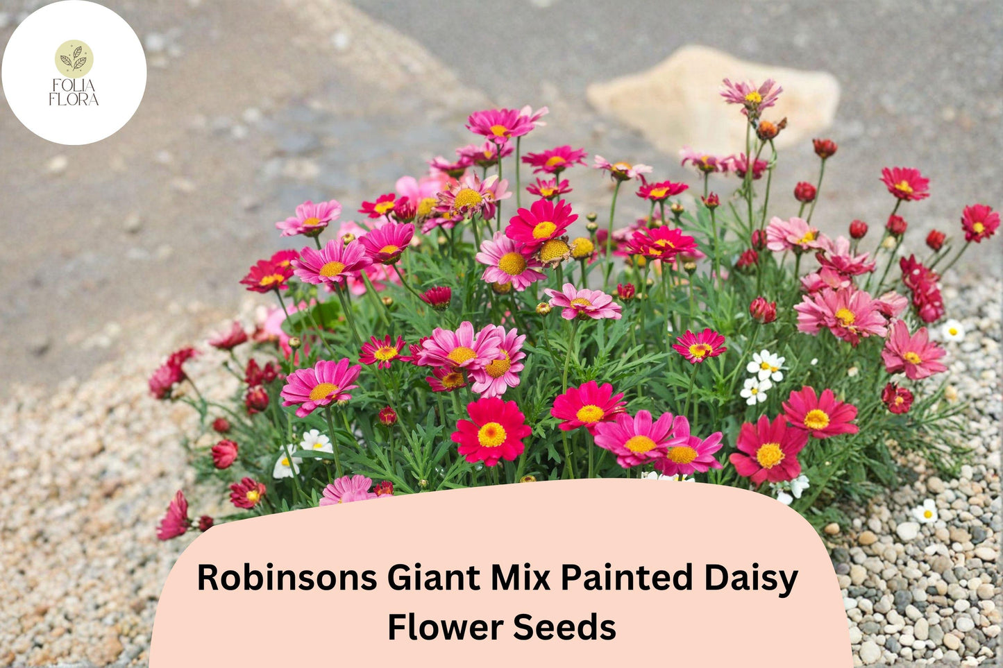200+ Robinsons Giant Mix Painted Daisy Seeds | Tanacetum coccineum | Colorful Garden Flower Mix
