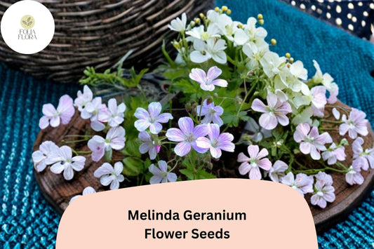 25+ Melinda Geranium Seeds | Hardy Perennial | Purple Geranium Blooms for Garden & Pollinator Borders