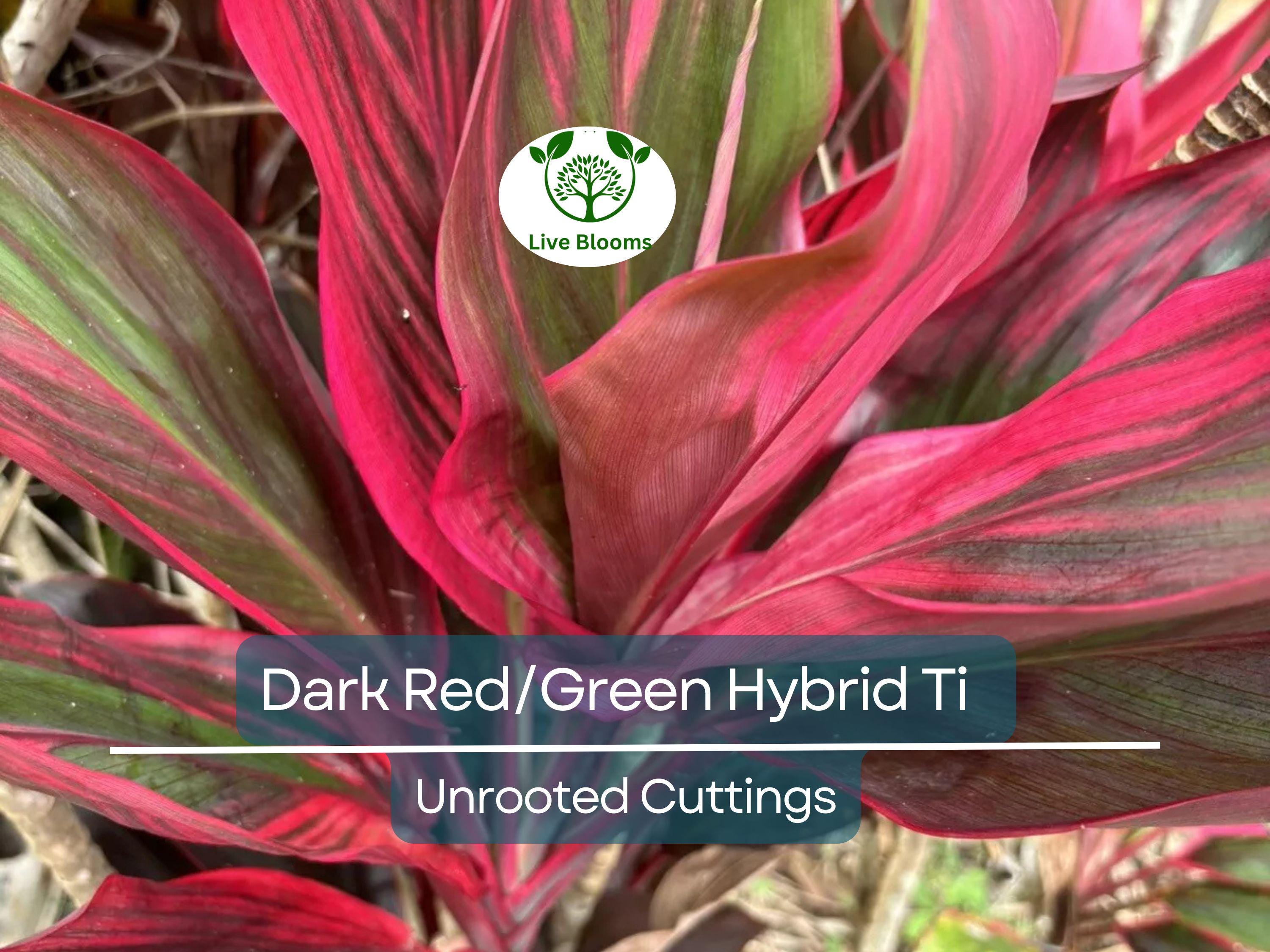 3 Hawaiian Dark Red/Green Hybrid Ti Leaf Fresh Cuttings 6" Starter Logs - Cordyline Fruticosa, Tropical Plant