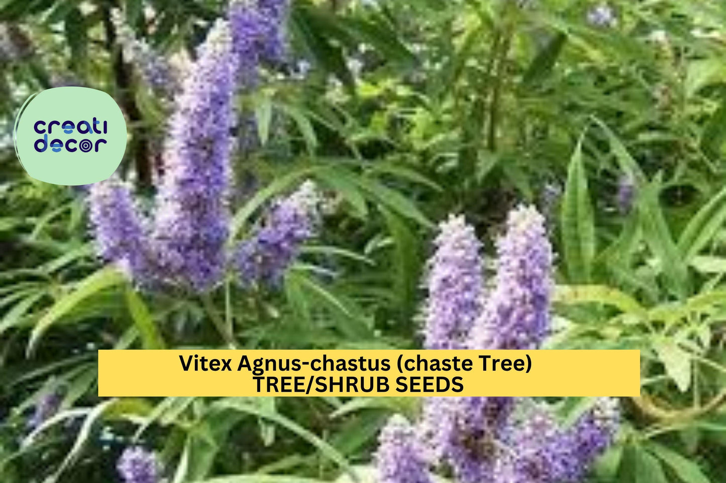 3pcs of 10seeds Vitex agnus-castus – Chaste Tree Seeds for Pollinator Gardens, Ornamental Shrubs, or Drought Landscapes Seeds for Planting