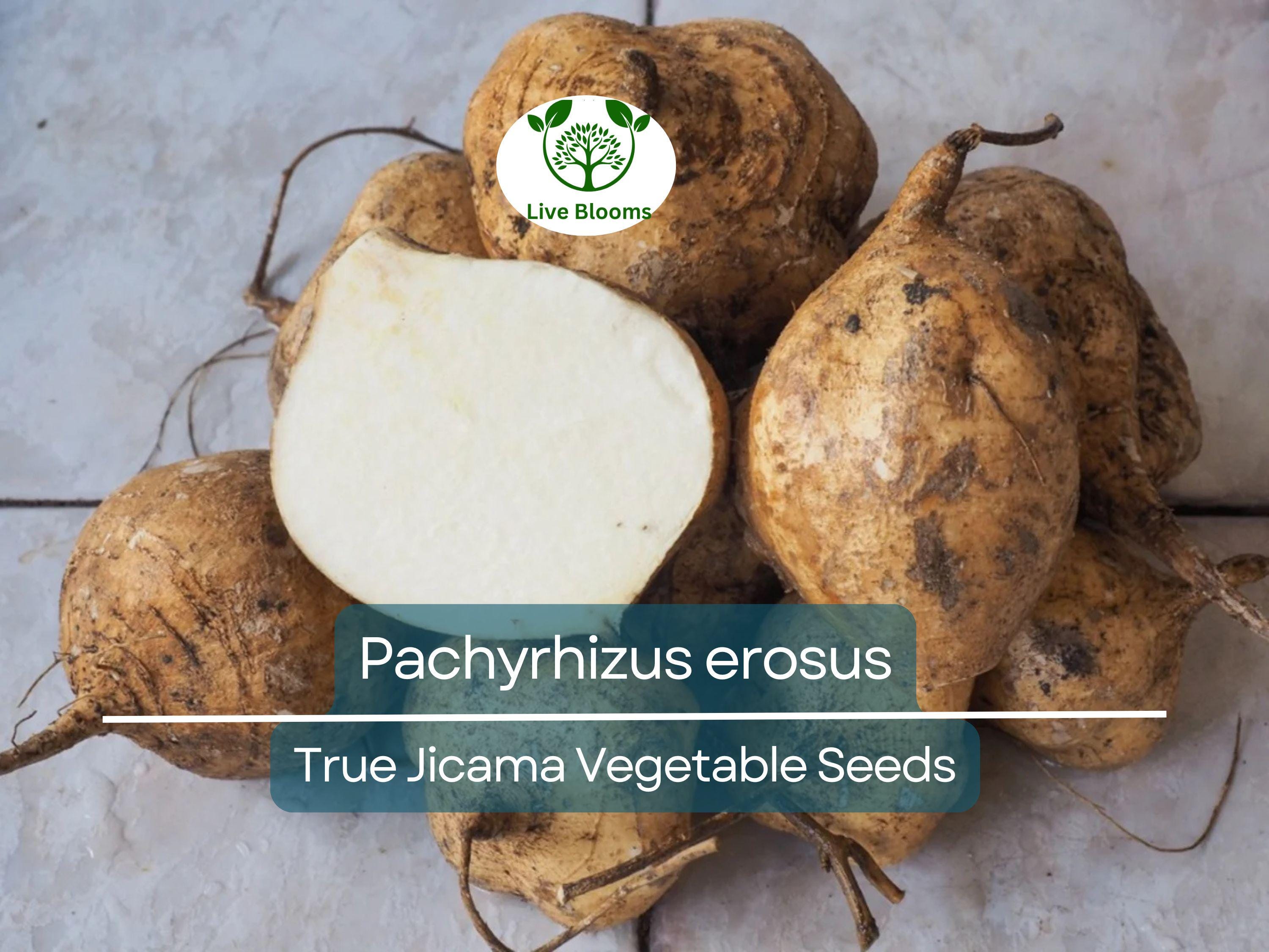 5 Seeds True Jicama – Pachyrhizus erosus | Heirloom Root Vegetable Seeds for Planting, Gardening & Fresh, Nutritious Harvests