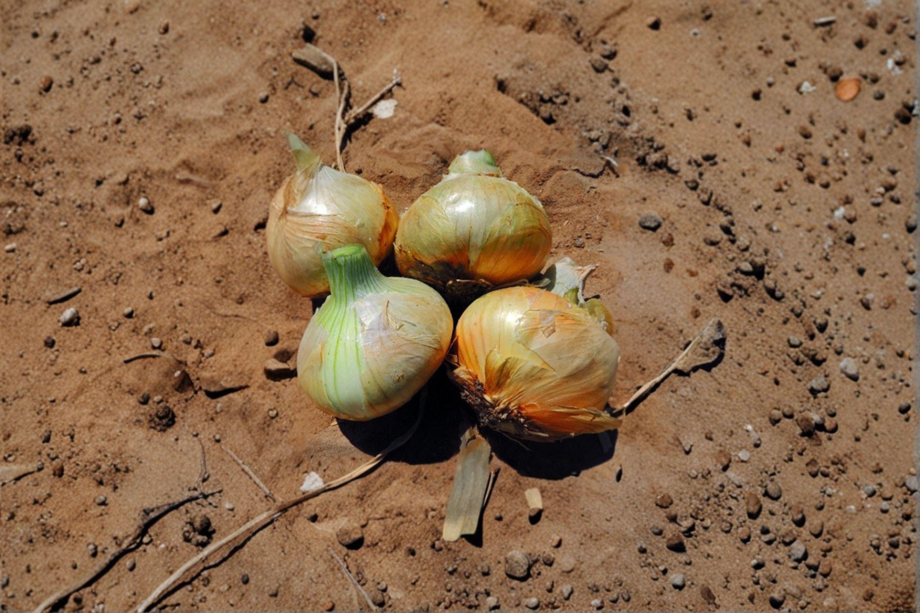 Onion – Texas Grano 502 - 50 Seeds | Sweet Yellow Onion | Short-Day Variety | Excellent for Warm Climates