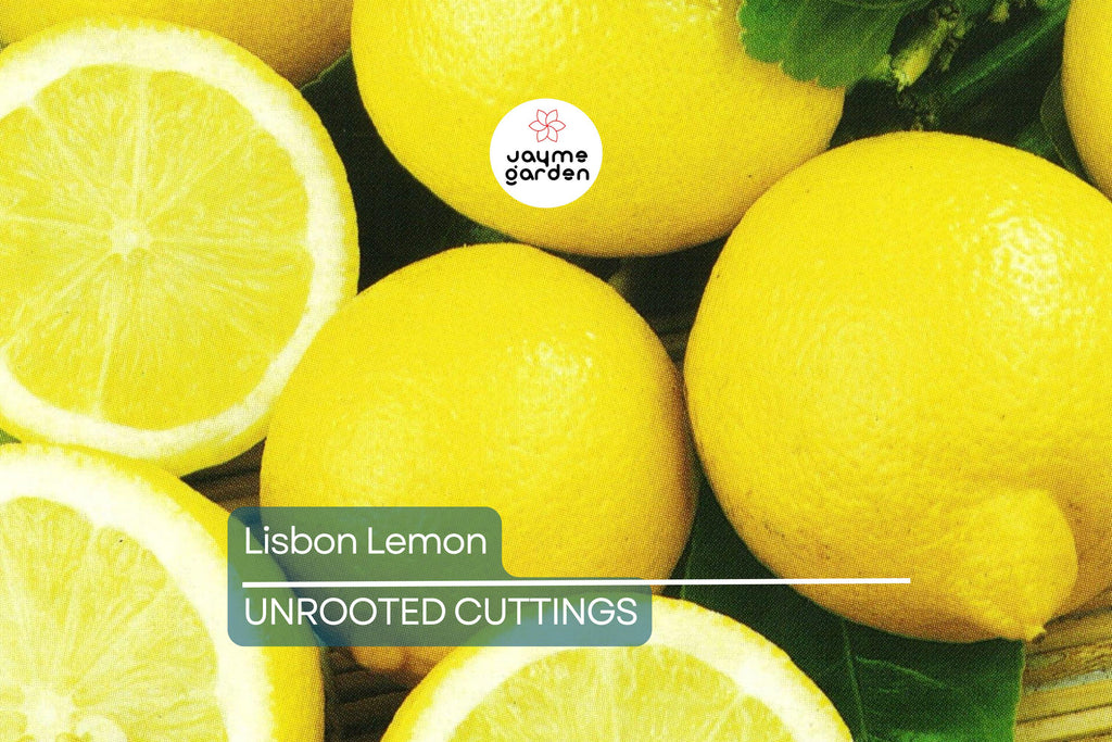 5 Lisbon Lemon Cuttings - Citrus limon | 8" Unrooted Fresh Cuttings for Rooting & Grafting