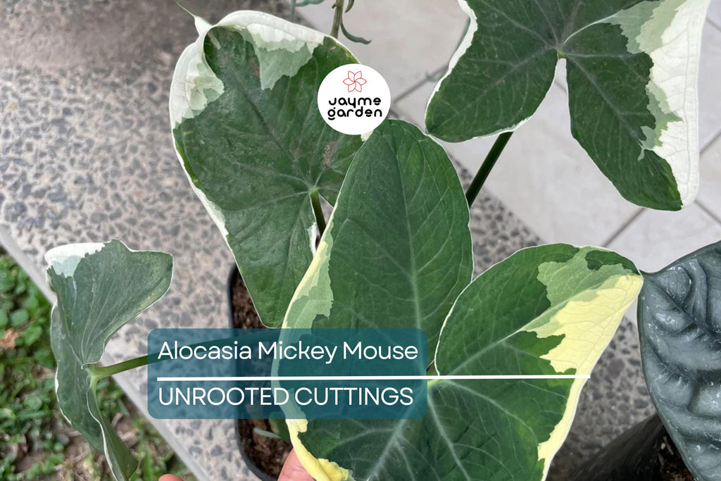 Alocasia Mickey Mouse Plant | Live Plant in 4” Pot | Exact Plant Shown | Unique Variegated Foliage | Indoor Houseplant