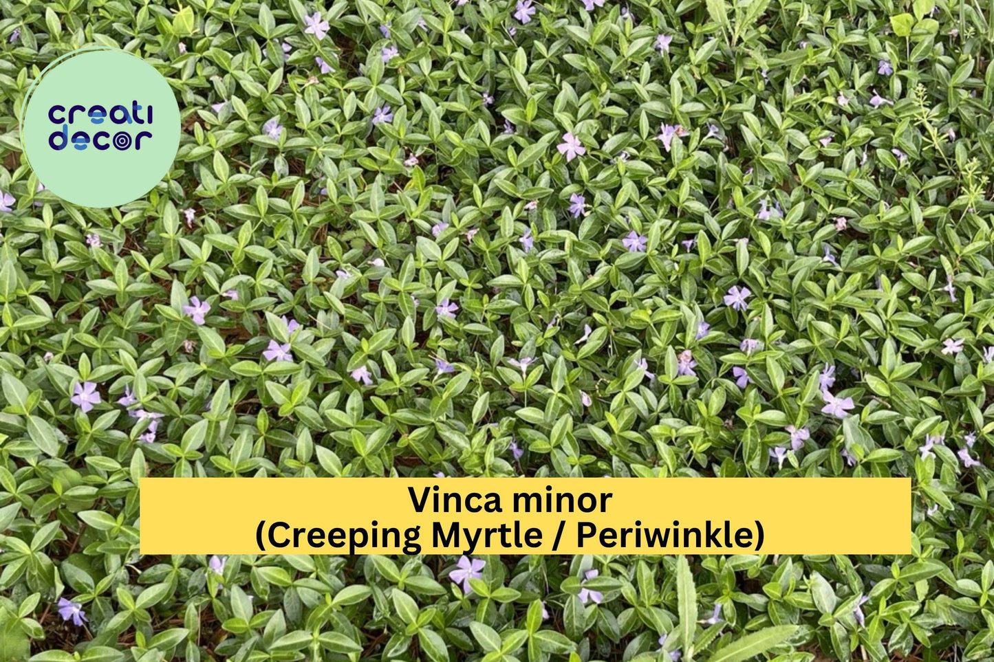 Vinca Minor Periwinkle Live Plants – 100+ Creeping Myrtle Ground Cover, Evergreen Shade Plant, Hardy Low-Maintenance Garden Vine