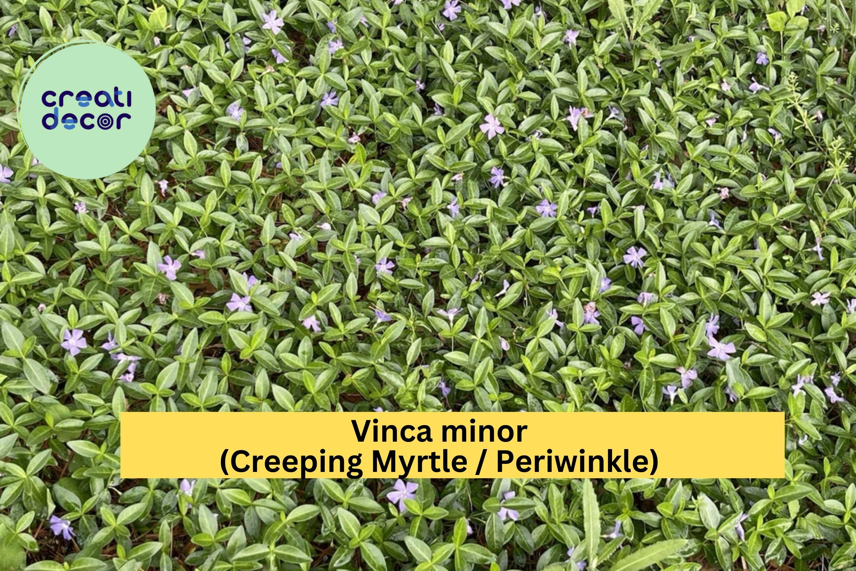 Vinca Minor Periwinkle Live Plants – 100+ Creeping Myrtle Ground Cover, Evergreen Shade Plant, Hardy Low-Maintenance Garden Vine