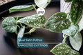 Silver Satin Pothos Cutting | Scindapsus Pictus Houseplant | 2-Node Fresh Cutting for Easy Propagation