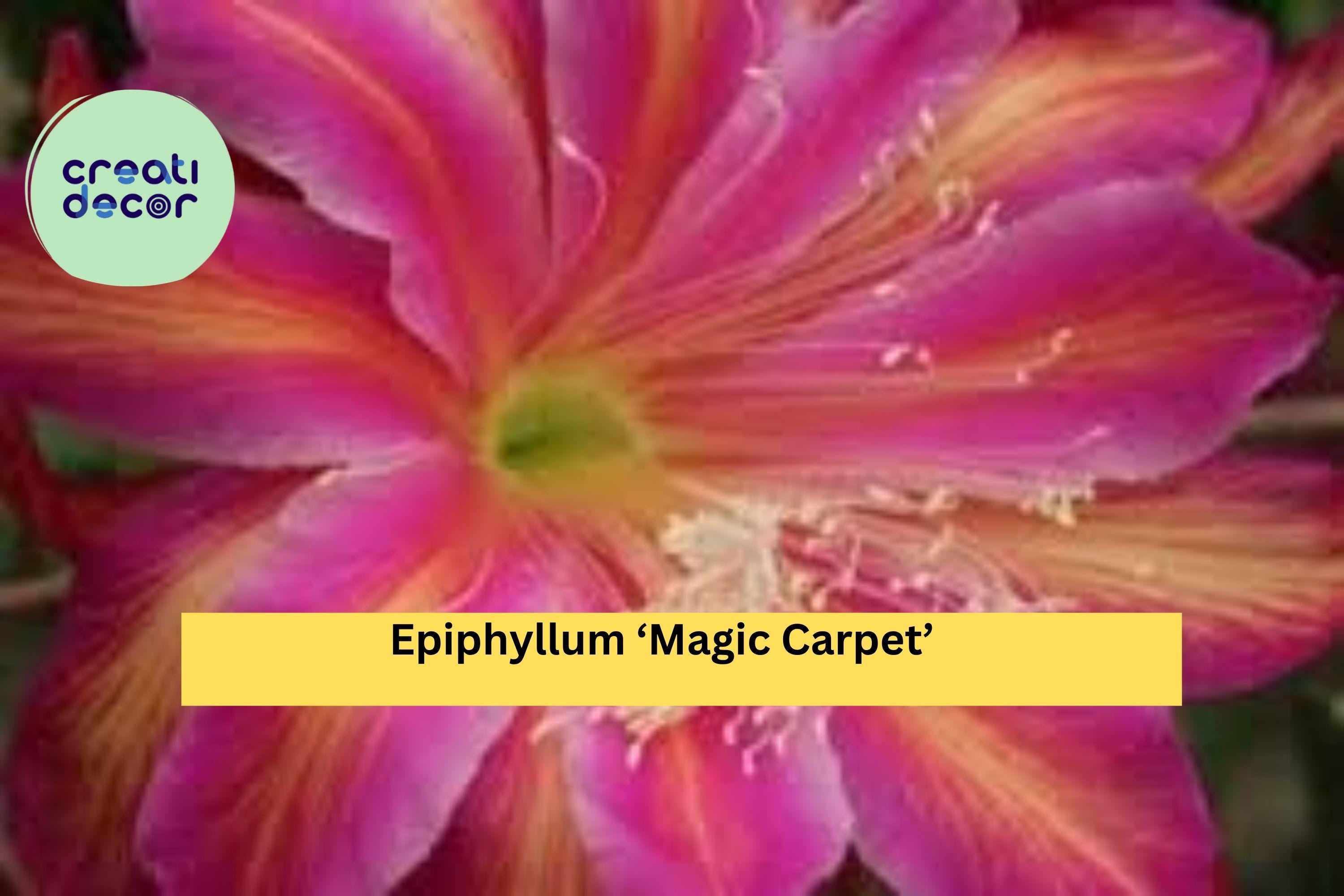 Epiphyllum ‘Magic Carpet’ – Live Orchid Cactus Hybrid, Fully Rooted Starter Pot with Bright Exotic Blooms, Easy Tropical Houseplant