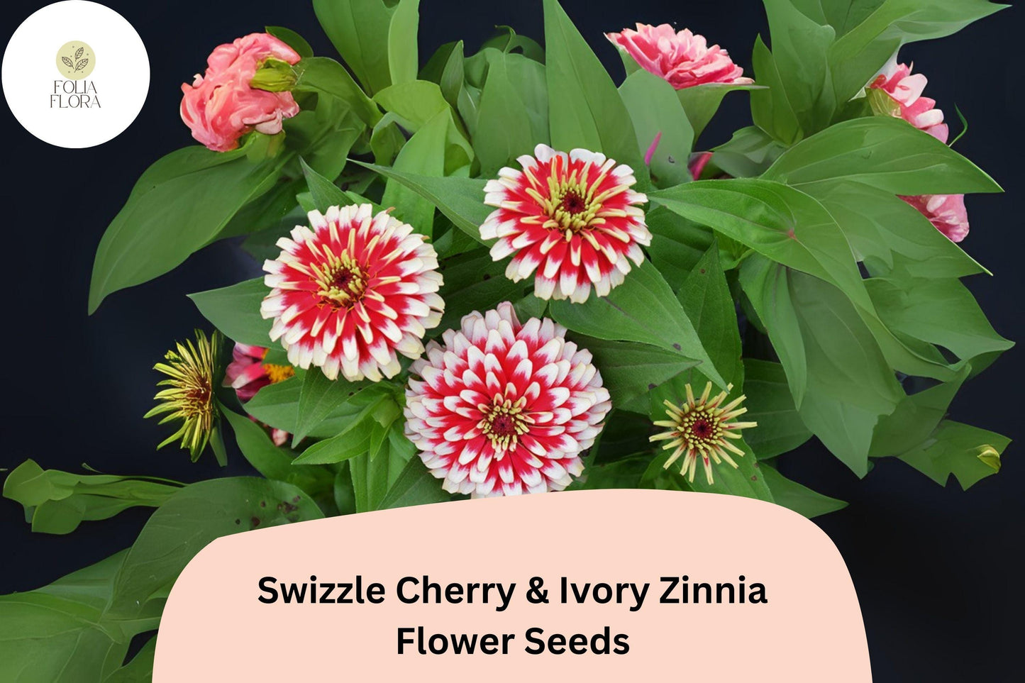 Swizzle Cherry & Ivory Zinnia Seeds: Bi-Color Blooms, Pollinator Garden
