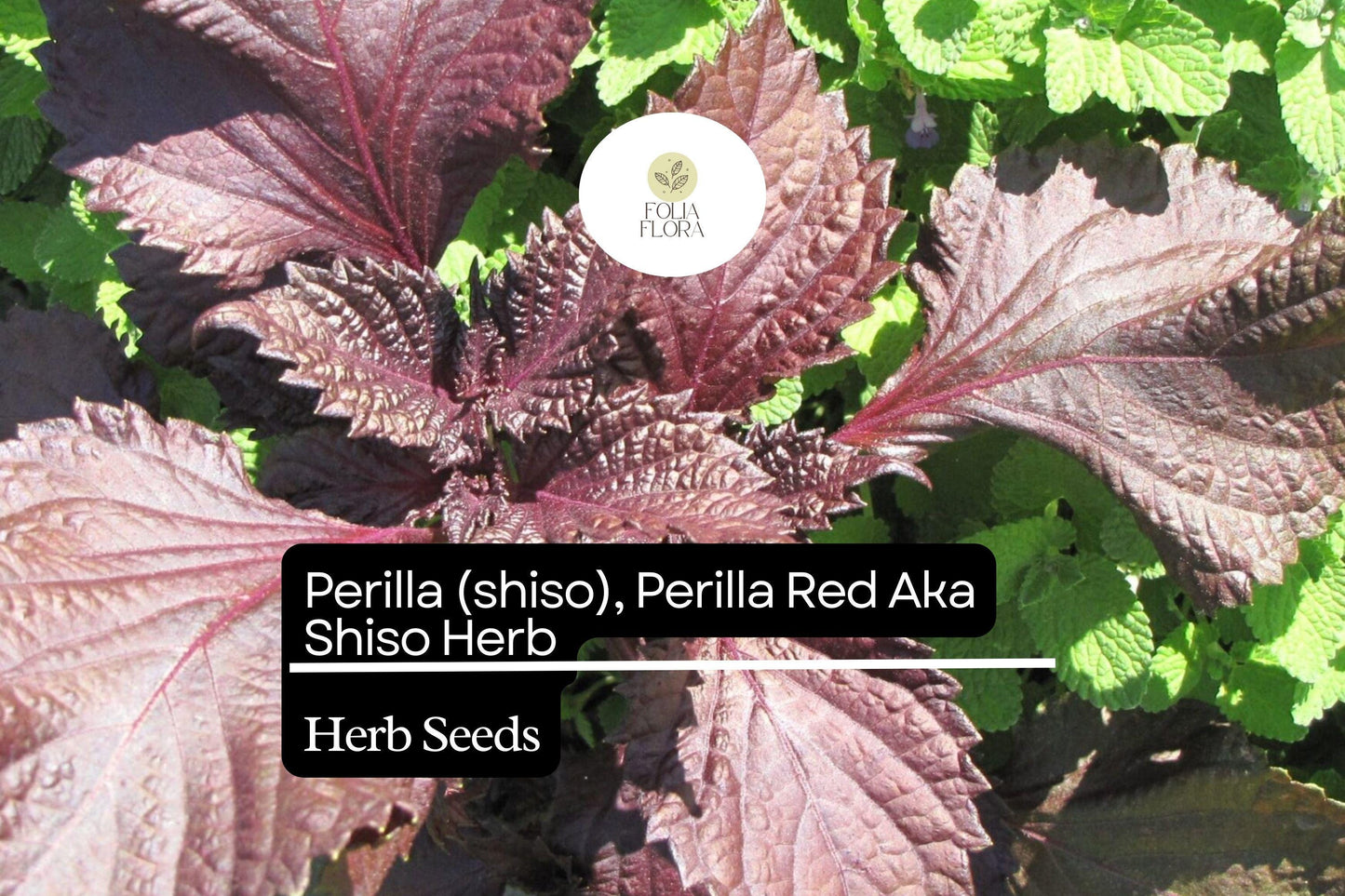 500mg Perilla Red Aka Shiso Seeds Perilla frutescens | Aromatic Herb, Non-GMO, Asian Cuisine, Red Leaves, Wraps, Garnishes & Pickling