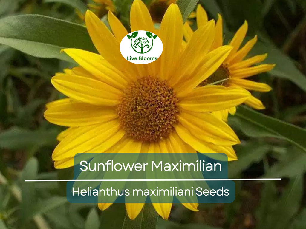 100 Seeds Sunflower Maximilian Perennial Flowers, Non-GMO, Attracts Butterflies & Finches, Helianthus maximiliani, Beautiful Garden Plant