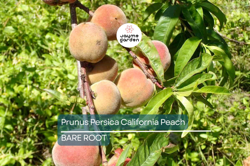 Prunus Persica California Peach Cuttings, 7 Live 6” Plants, Edible Sweet Fruit, Fast-Growing, USDA Zones 5-9, Organic