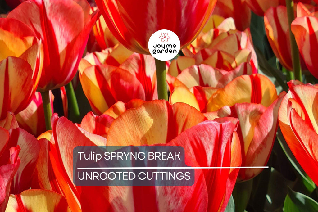 Tulip Spryng Break Bulbs - 5 Cream & Red Double Peony Tulips, Color-Changing Ruffled Blooms, Perfect for Containers, USDA Zones 3-8