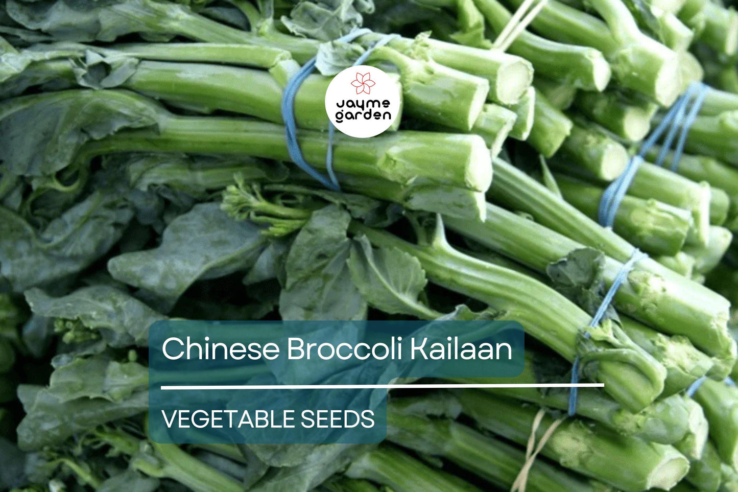 500mg Chinese Broccoli Kailaan Seeds - Open Pollinated Asian Green - Heirloom Non-GMO for Stir-Fries, Soups, & Garden Veggies