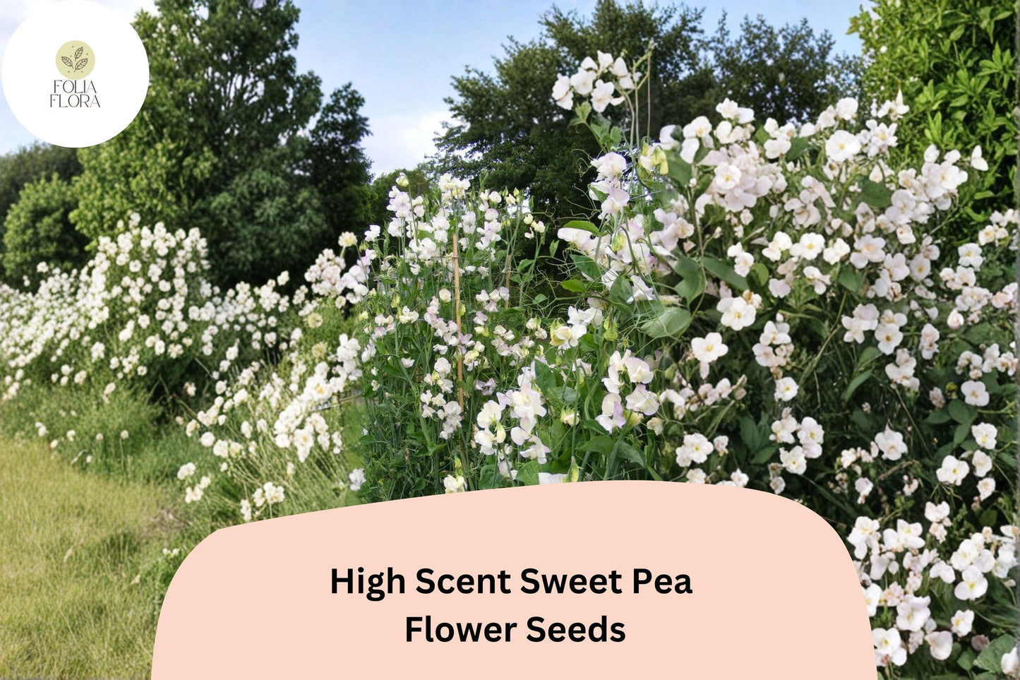 50+ High Scent Sweet Pea Seeds | Pale Lavender Climbing Flowers for Trellis & Garden