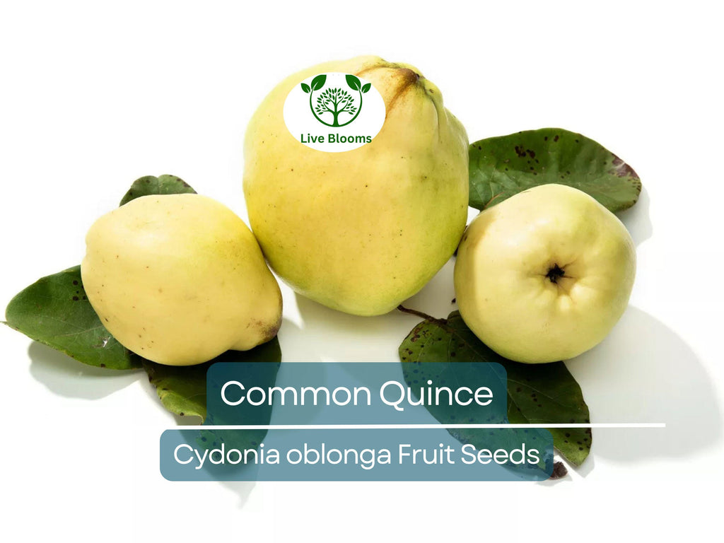 20 Common Quince Fruit Tree Seeds (Cydonia oblonga), Sweet Edible Fruits, Hardy Tree, Backyard Orchard, Garden Starter, Homegrown