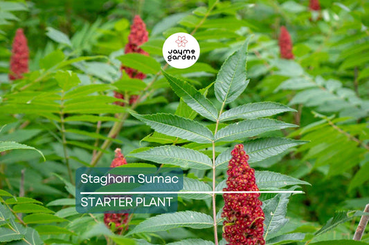 Staghorn Sumac Tree (Rhus typhina) – Live Bare Root Plant 10"-12" | Hardy, Vibrant Foliage for Zones 4-10