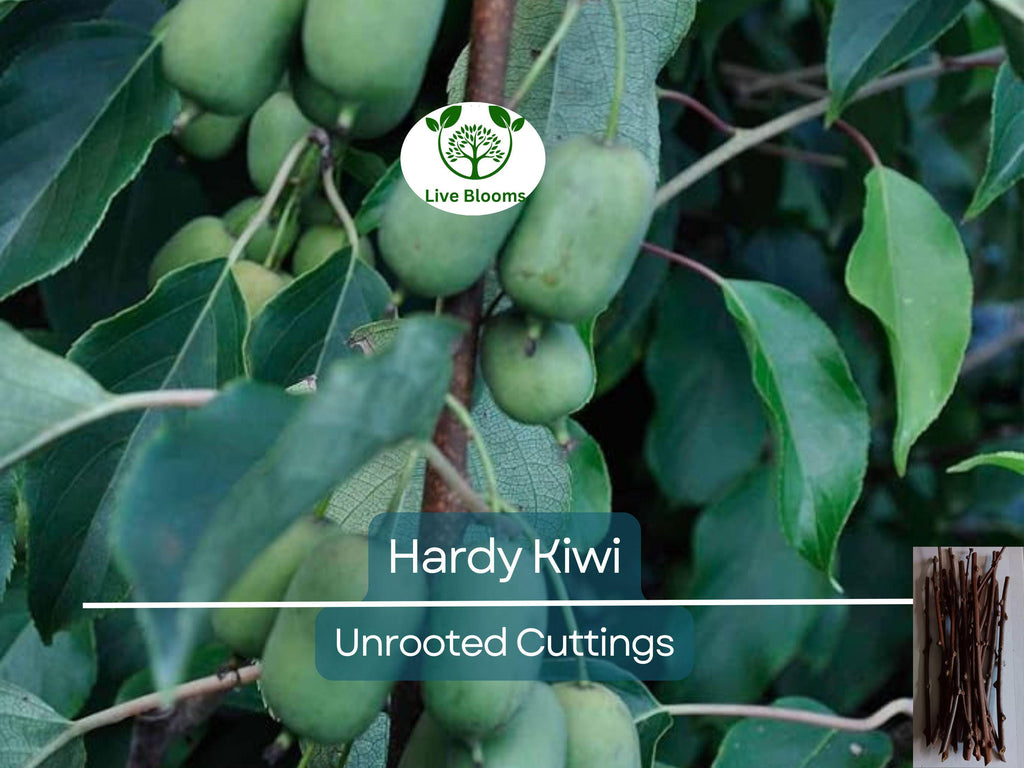 10 Hardy Kiwi Actinidia Arguta Geneva Organic Female Unrooted Cuttings – Non-GMO, Hardy Fruit Plant