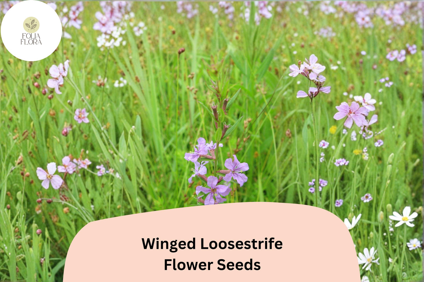3000 Winged Loosestrife Seeds for Planting | Lythrum alatum | Native Wildflower with Purple Blooms