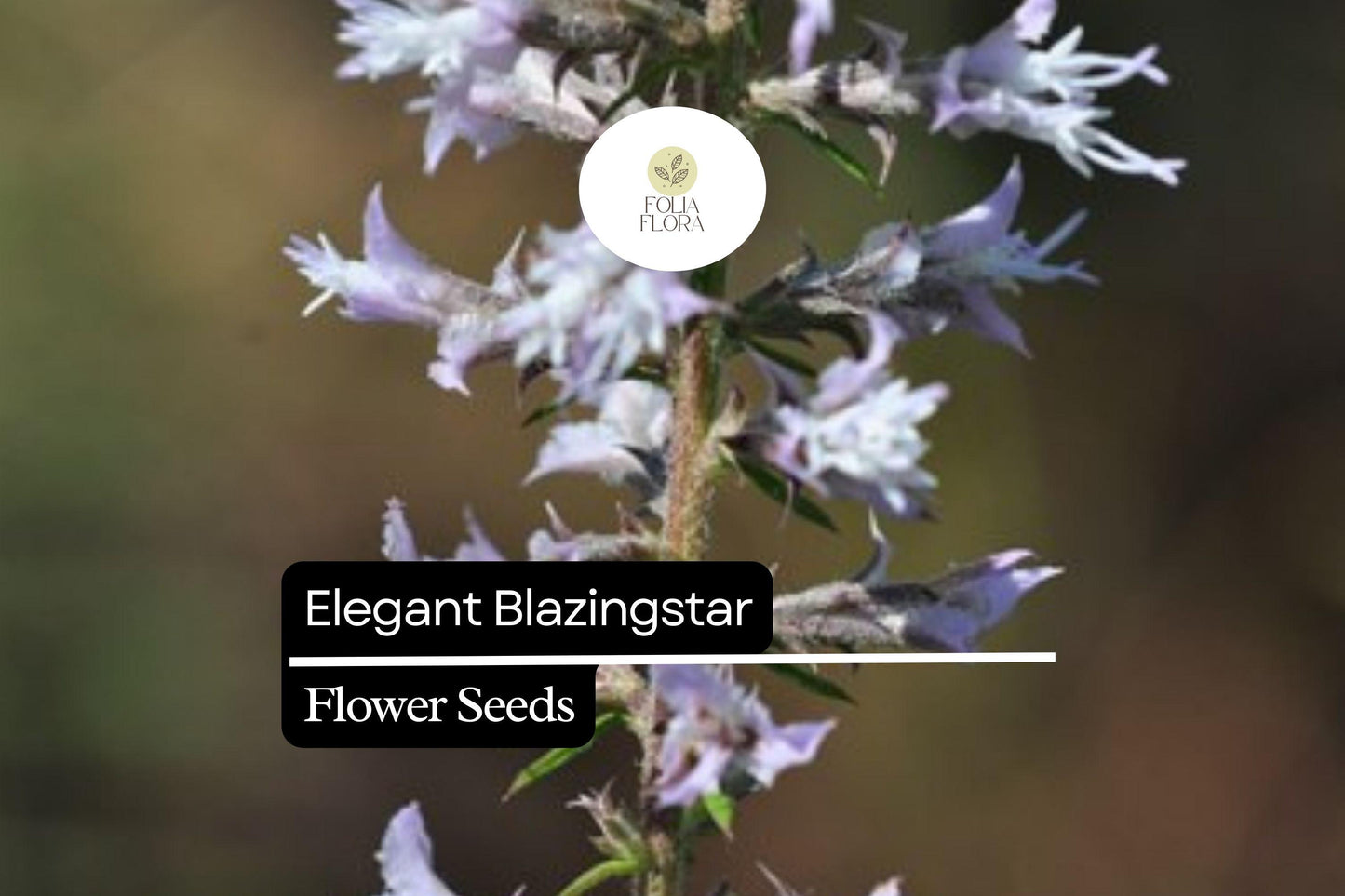 Elegant Blazingstar Seeds (Liatris elegans) | 25 Seeds | Vibrant Pink-Purple Spikes | Pollinator-Friendly | Native Wildflower for Gardens