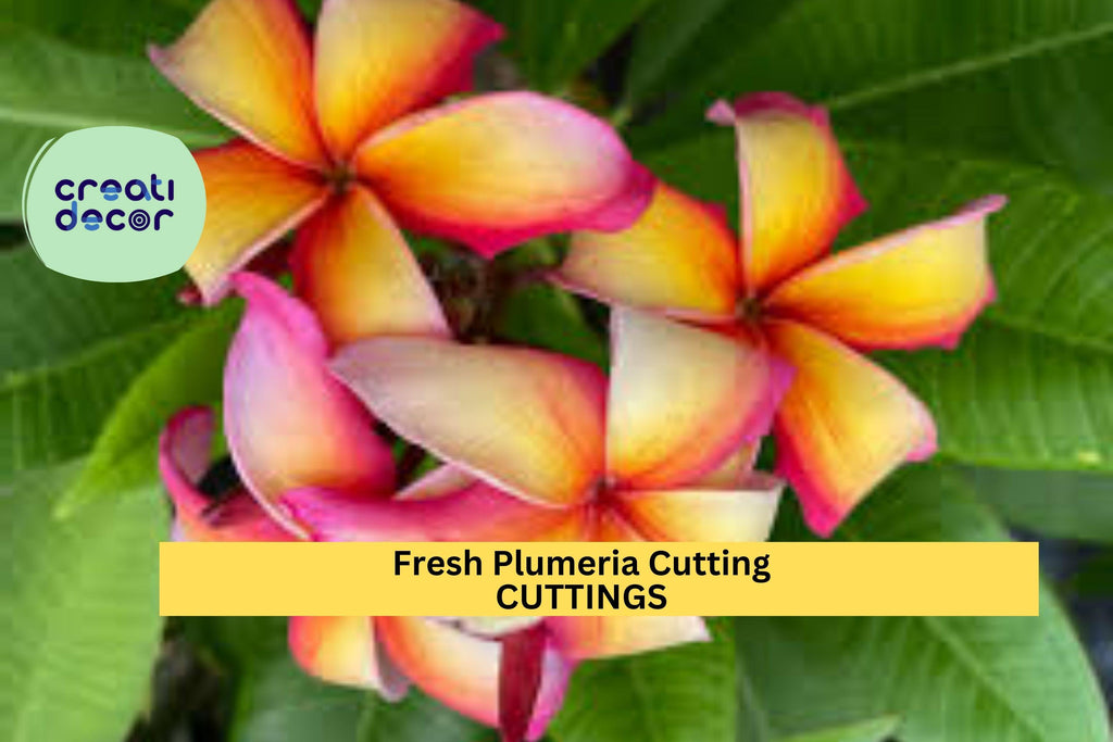 1 Fresh Plumeria Cutting 12"+ | Frangipani Tree Starter | Unrooted Tropical Flower | Grows Fragrant Blooms | Easy to Root in Warm Zones