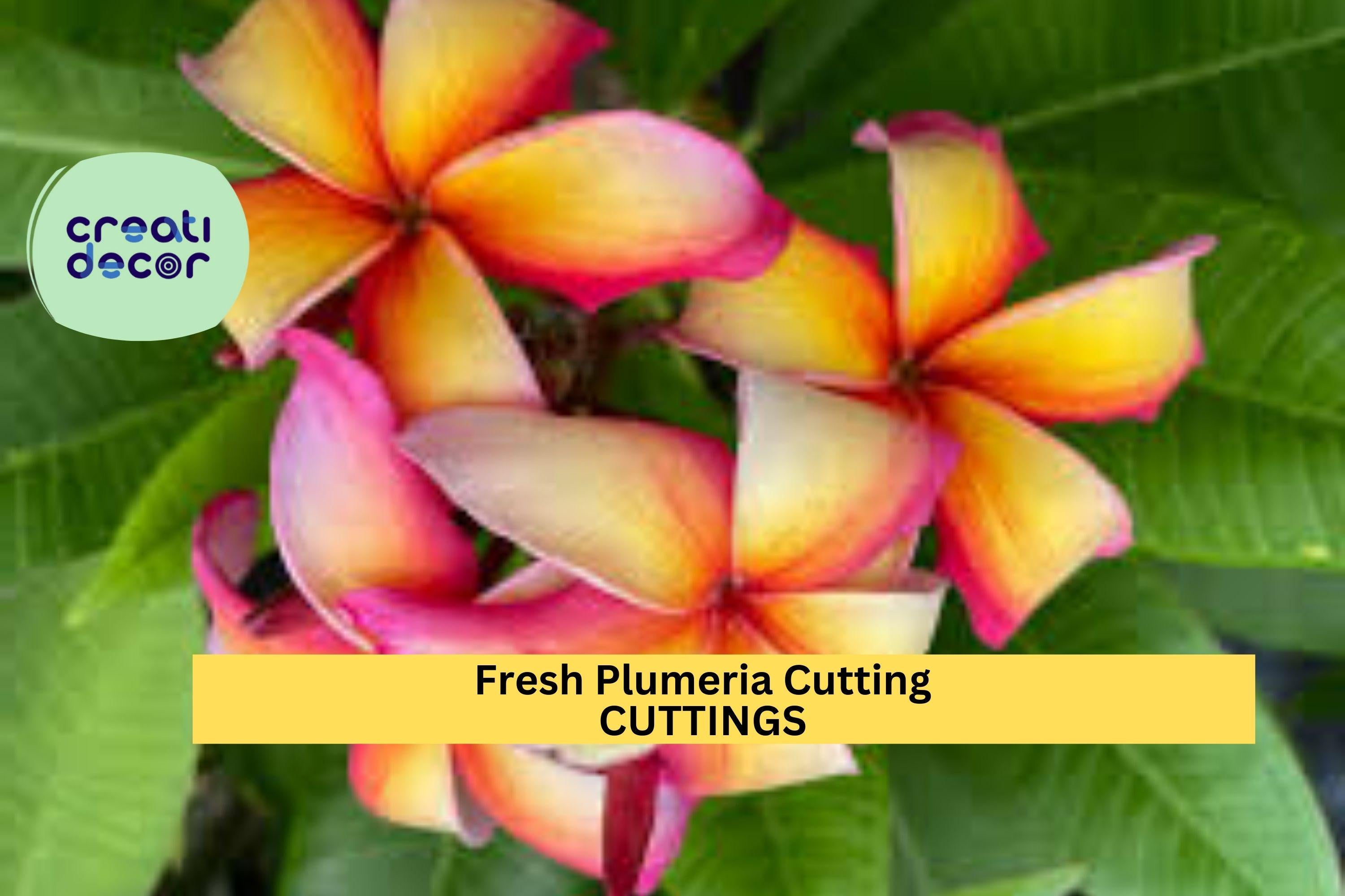 1 Fresh Plumeria Cutting 12"+ | Frangipani Tree Starter | Unrooted Tropical Flower | Grows Fragrant Blooms | Easy to Root in Warm Zones