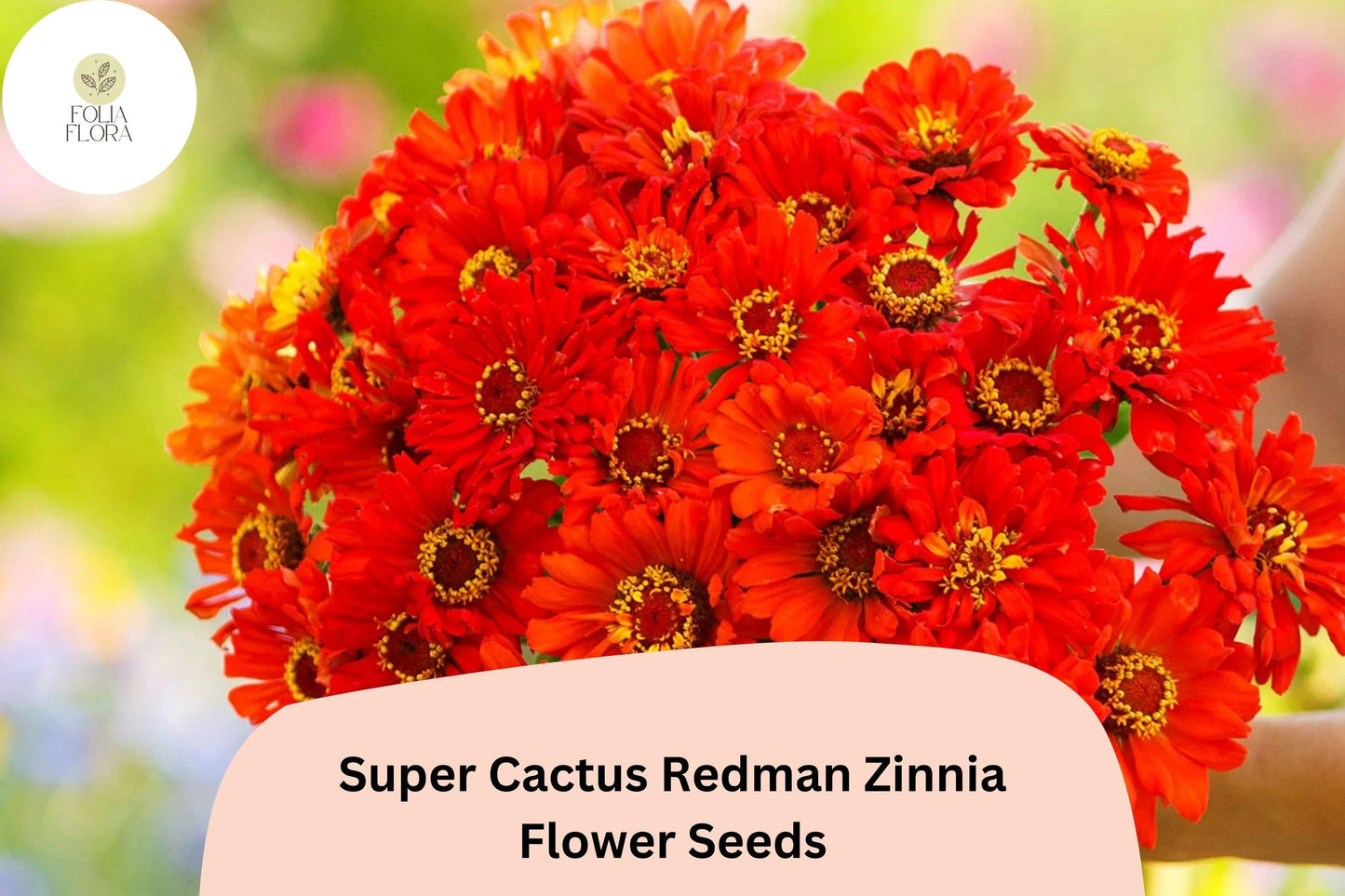 100+ Super Cactus Redman Zinnia Seeds – Bold Red Spiky Bloom Annual Flowers for Garden Planting & Cut Gardens