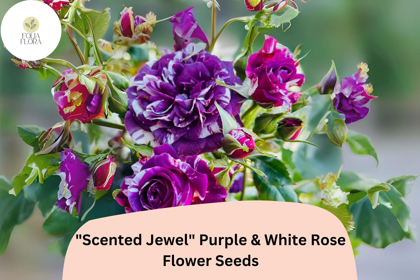 20pcs Scented Jewel Purple & White Rose Seeds | Rare Bicolor Heirloom Blooms | Fragrant Garden Beauty | Unique Rose Variety