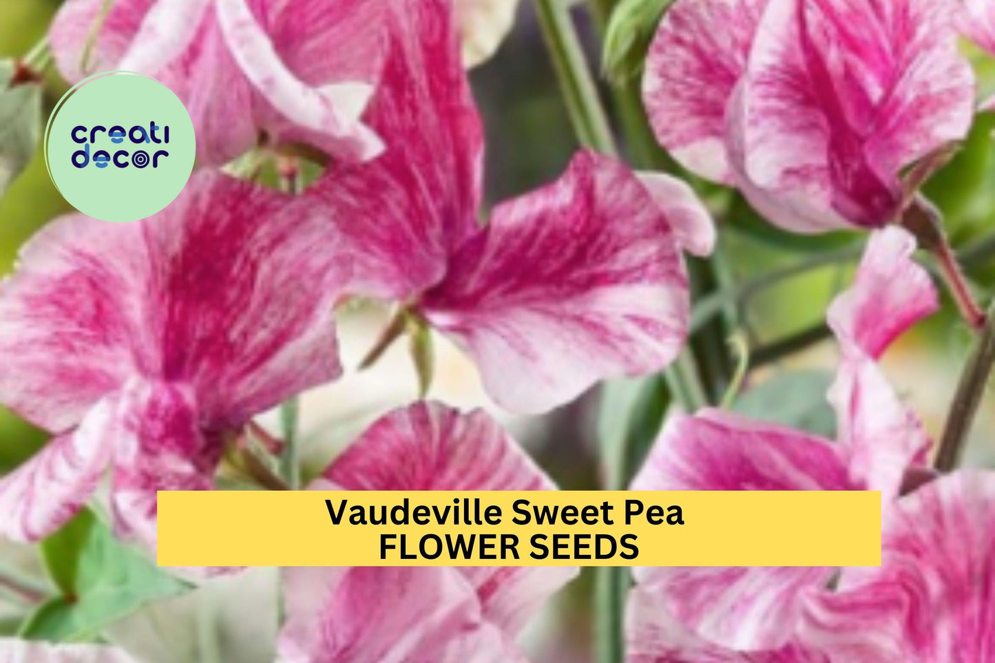 50+ Vaudeville Sweet Pea Seeds – Red & Purple Fragrant Blooms for Garden Planting, Climbing Vines for Trellises Bouquets – USA