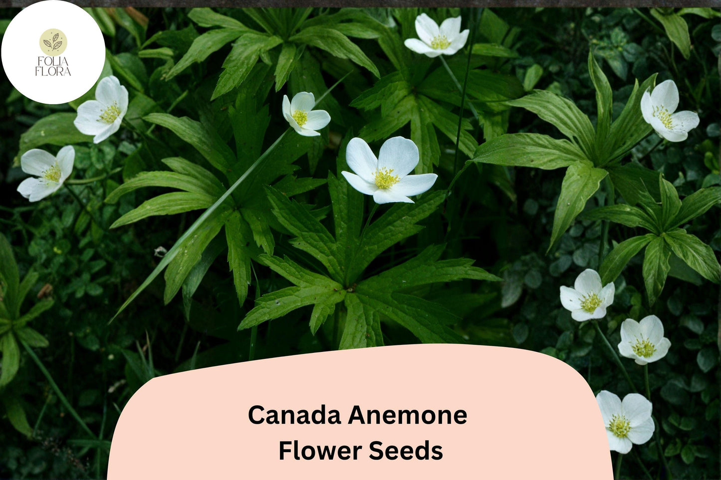 100 Canada Anemone Seeds | Anemone canadensis | Native White Wildflower for Shade & Pollinator Gardens