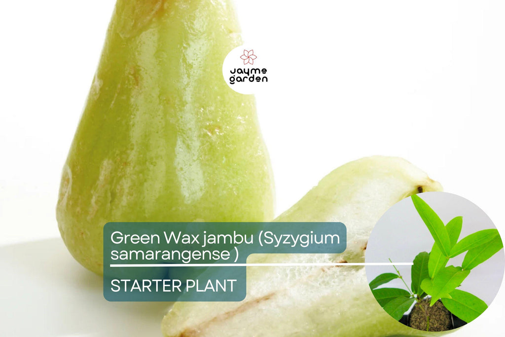 Green Wax Jambu Fruit Tree 12″-24″ - Live Syzygium samarangense | Tropical Sweet & Juicy Bell-Shaped Fruit Tree