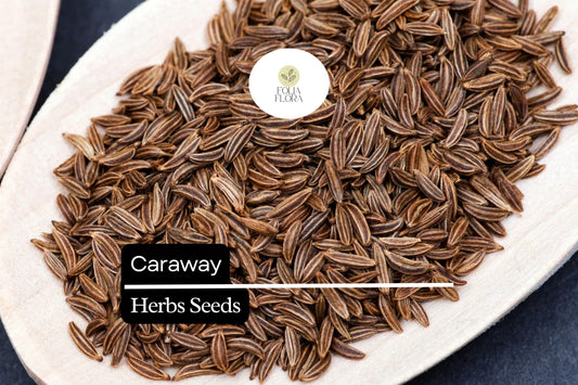 100 Seeds Caraway (Carum carvi) – Aromatic Herb for Culinary