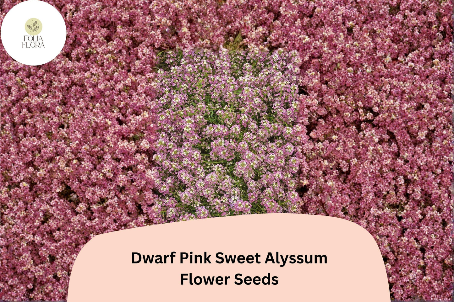 Dwarf Pink Sweet Alyssum Seeds – 100 Lobularia maritima | Fragrant Low-Growing Garden Flowers