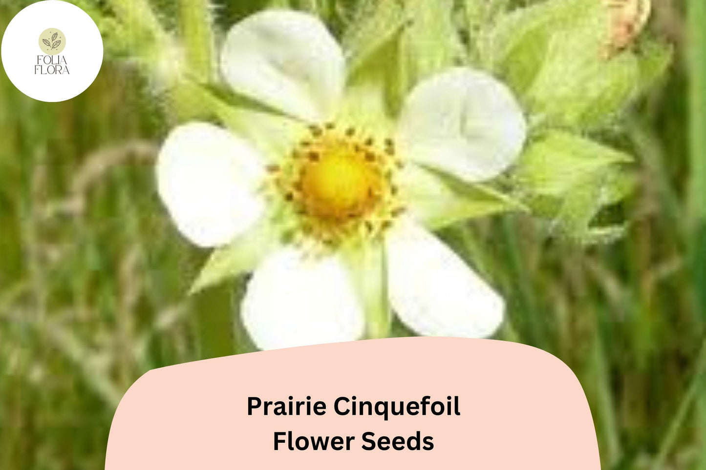 500 Prairie Cinquefoil Seeds | Drymocallis arguta | Native White Wildflower | Pollinator-Friendly Plant for Meadow