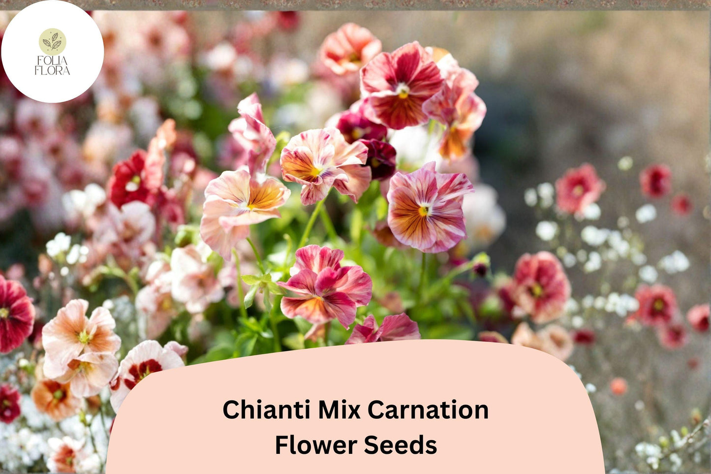 200+ Chianti Mix Carnation Seeds | Dianthus caryophyllus | Mixed Fringed Blooms for Garden & Bouquets