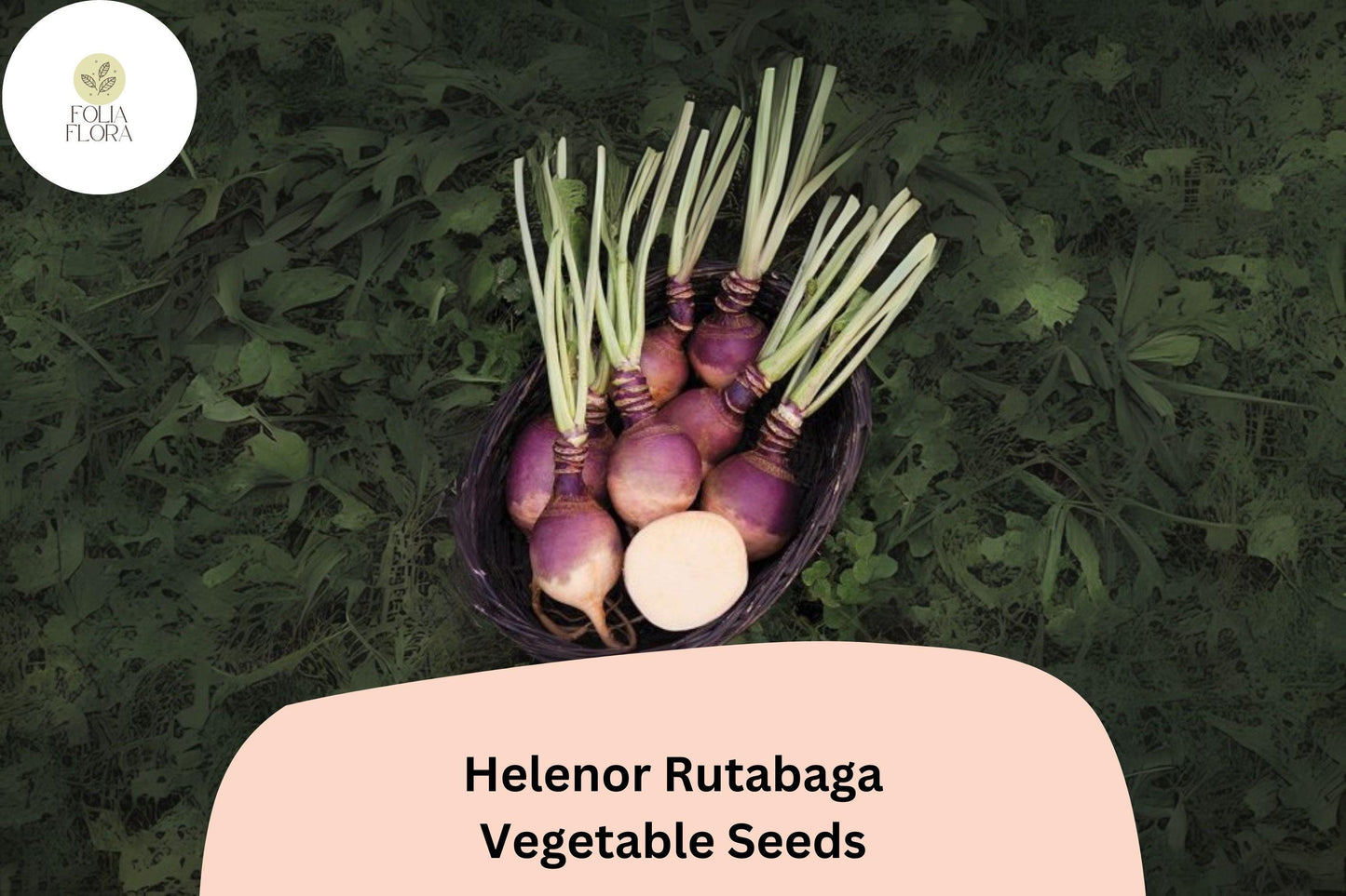 500+ Helenor Rutabaga Seeds – Heirloom Brassica Root Vegetable Seeds for Garden Planting