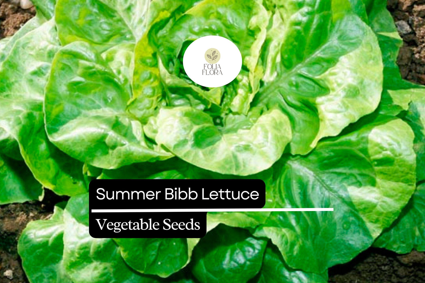 1000 Summer Bibb Lettuce Seeds – Heirloom, Non-GMO, Heat-Tolerant, Tender & Sweet