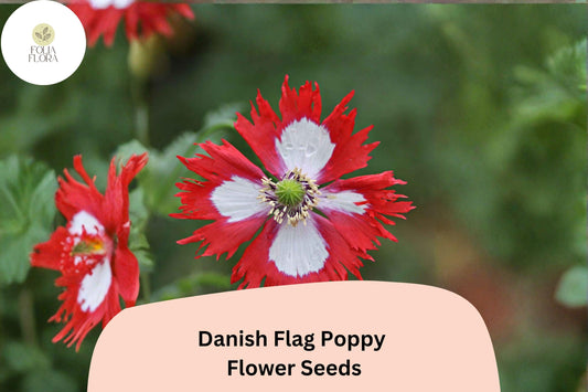 200+ Danish Flag Poppy Seeds for Garden Planting - Striking Red & White Blooms