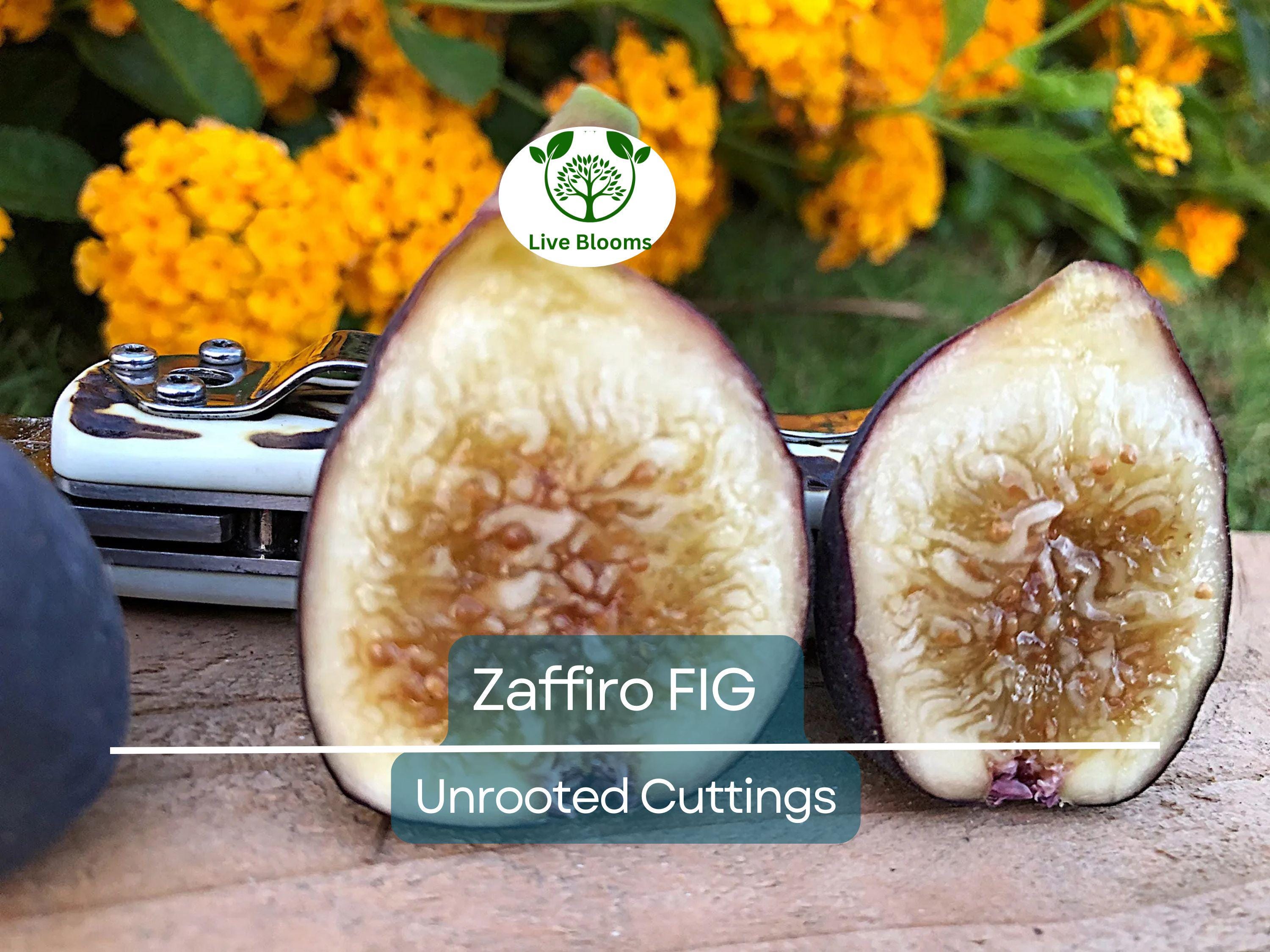 1 Zaffiro Fig Tree 6-8” (Ficus carica) - Premium Fresh Edible Figs, Great for Home Gardens