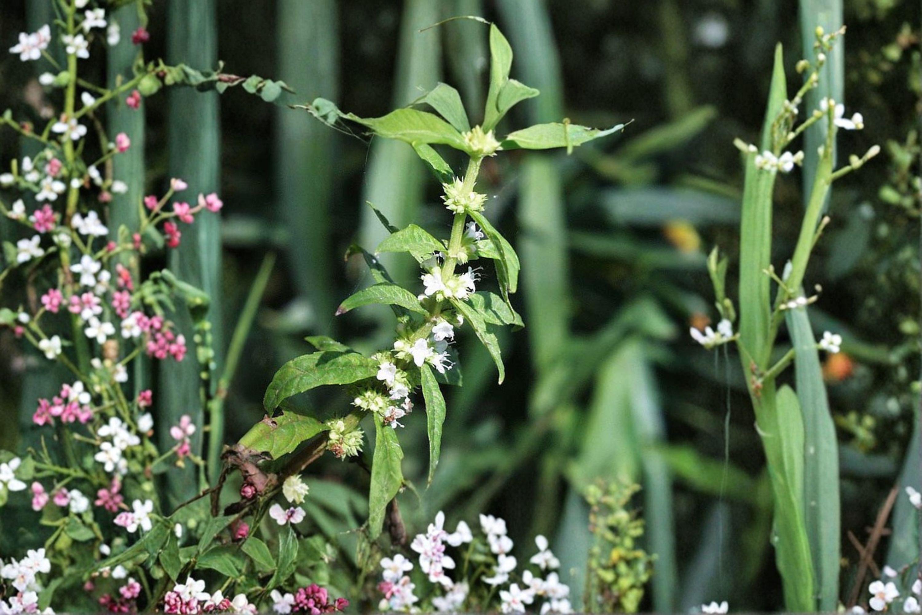American Bugleweed – Lycopus americanus, Native Perennial | Wetland & Streamside Plant (500 Seeds)