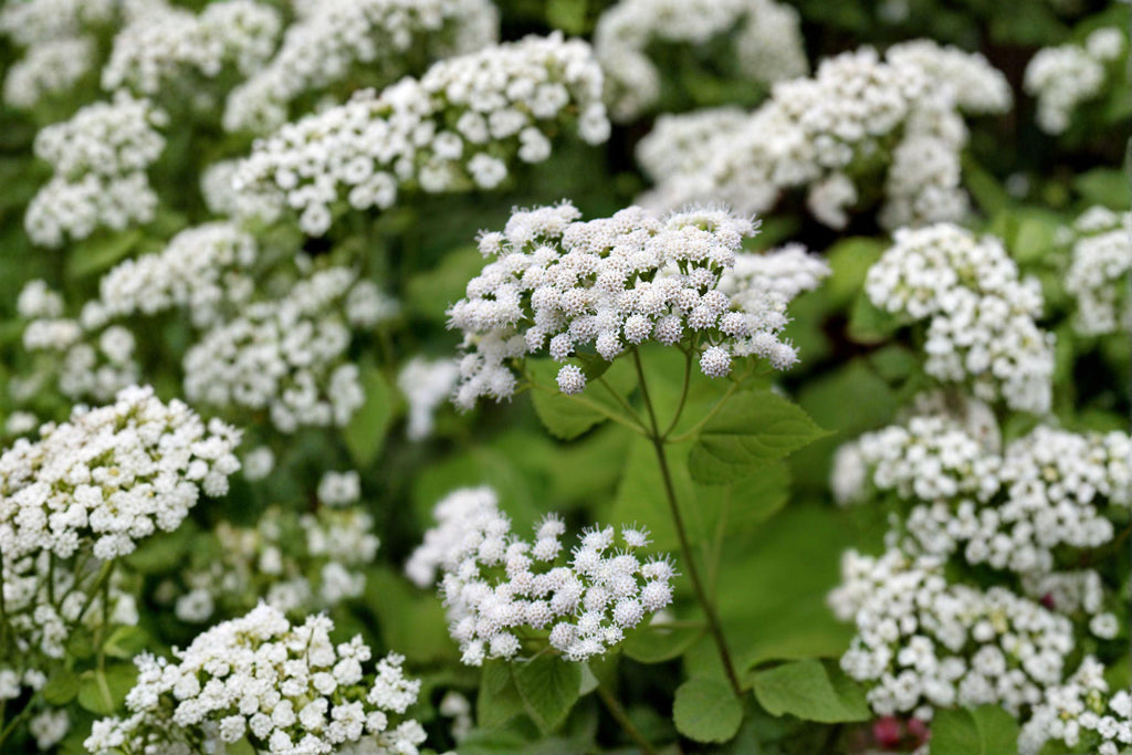 Ageratina Altissima White Snakeroot Seeds – 500 Native Perennial Wildflower Seeds, Shade Garden, Pollinator Plant