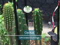 1 Foot Cactus Unrooted Cuttings – Perfect for Propagation, Garden Cactus, Easy-to-Grow, Ideal for DIY Projects