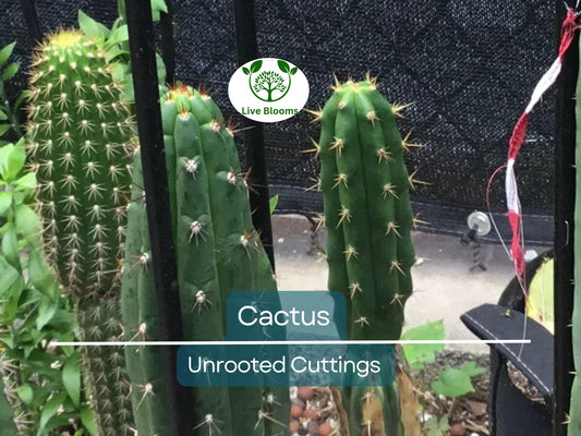 1 Foot Cactus Unrooted Cuttings – Perfect for Propagation, Garden Cactus, Easy-to-Grow, Ideal for DIY Projects